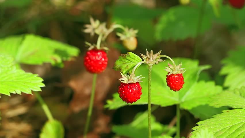 strawberries in the woods