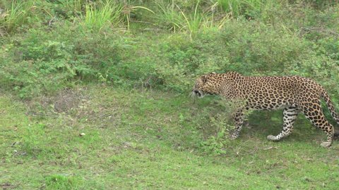 Sri Lankan Leopard walks through open grassland