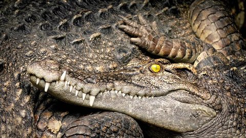Crocodile Blinks Resting Next To Mother