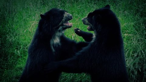 Bears Fighting At Dusk