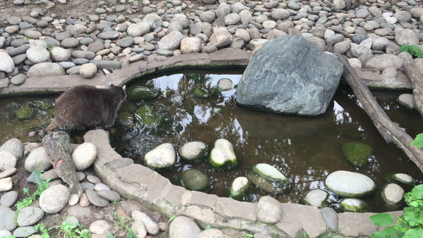 Raccoon sits near the water