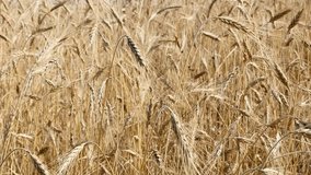 Golden crops of organic wheat  shallow DOF natural food on sunny day slow motion  1920X1080 HD footage - Plantation of Riticum genus cereals close-up on the wind slow-mo 1080p HD video