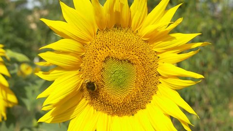 sunflower working bee blue sky bright sunny weather close up 4k natural energy organic farming clean farm outdoors honey pollen bees