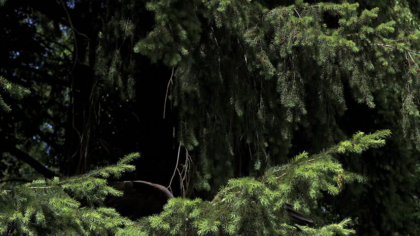 Bald Eagle, haliaeetus leucocephalus, Adult in Flight, Taking off from Branch, Slow Motion