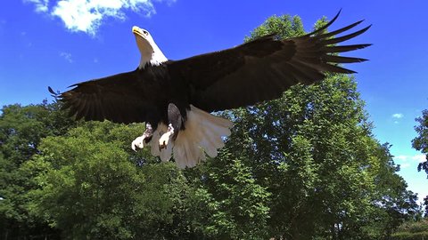 Bald Eagle, haliaeetus leucocephalus, Adult in Flight, Slow Motion