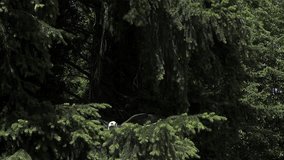 Bald Eagle, haliaeetus leucocephalus, Adult in Flight, Taking off from Branch, Slow Motion