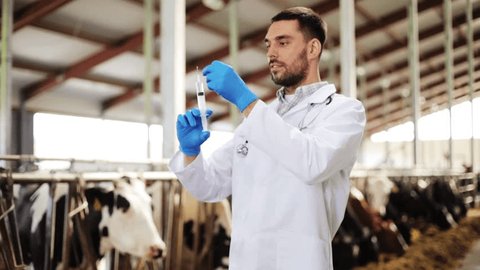 agriculture industry, farming, medicine, animal vaccination and people concept - veterinarian or doctor with syringe vaccinating cows in cowshed on dairy farm