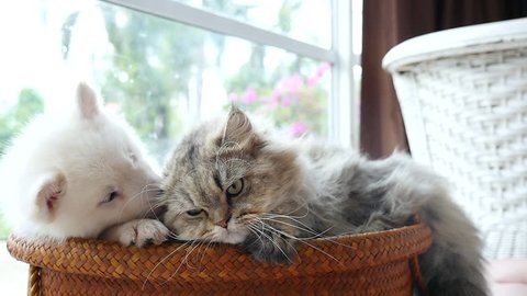 Cute siberian husky and persian cat lying in basket bed,slow motion