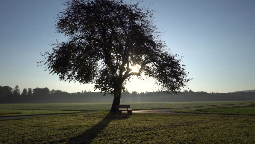 Romantic Tree in Rural Landscape at Sunrise