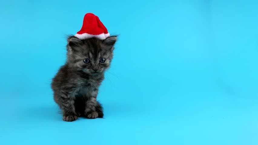 cat with tiny santa hat
