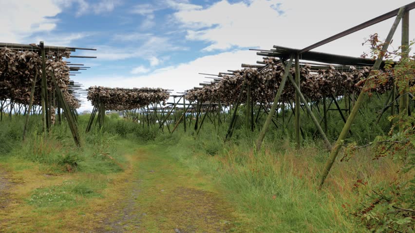 Racks full of dried cod and dead fish heads