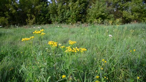 Tansy flowers on meadow in the central part of Russia
