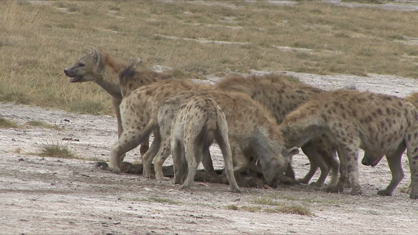 A Hyena Pack is aggressive over a Wildebeest skin in Amboseli National Park,