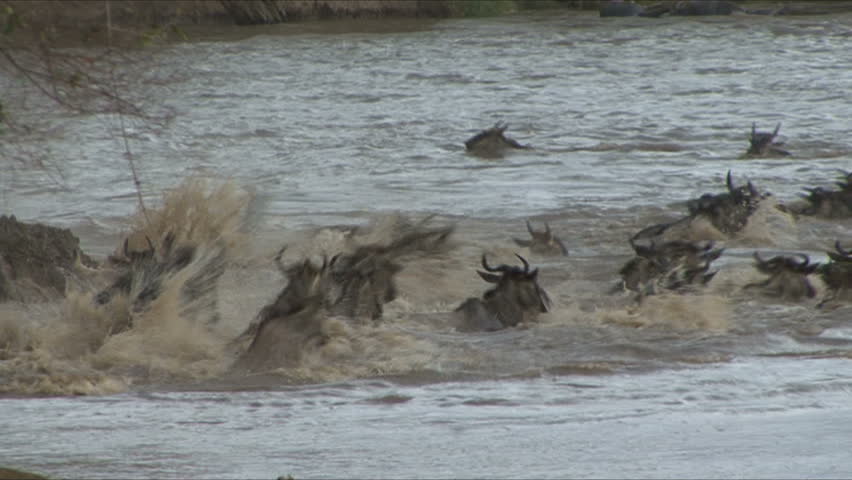Wildebeest struggle for survival during annual migration in Kenya, Africa.