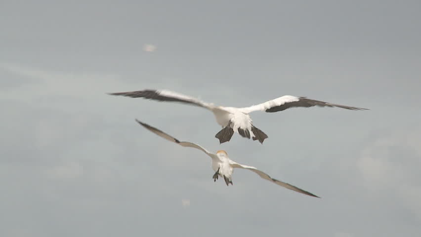 Gannets hover  in slow motion
