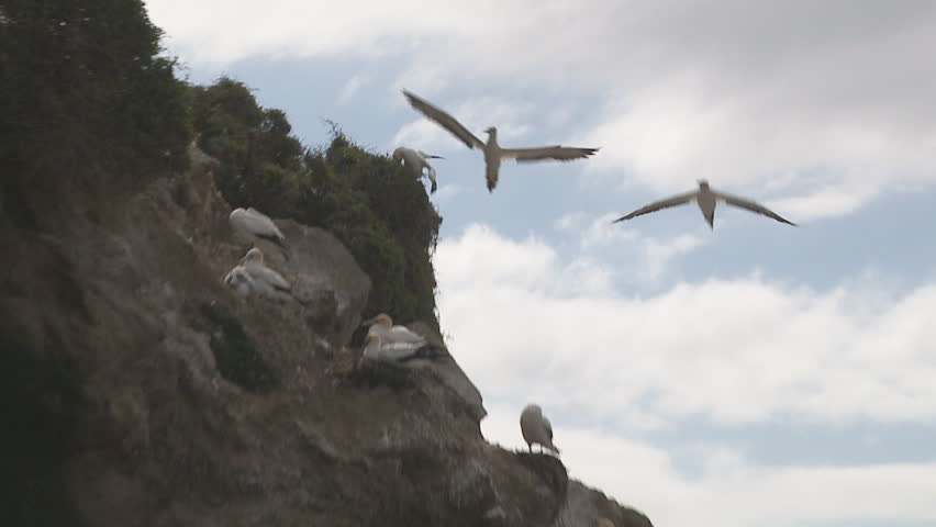 Gannet lands in slow motion