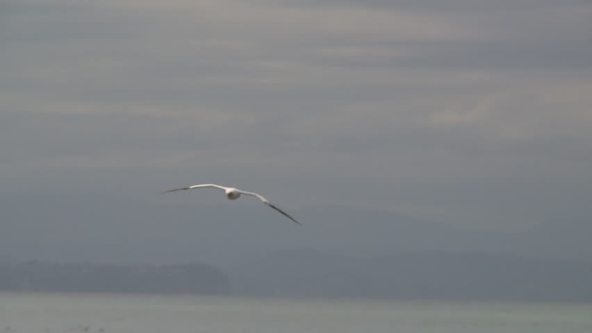Gannet flying in slow motion