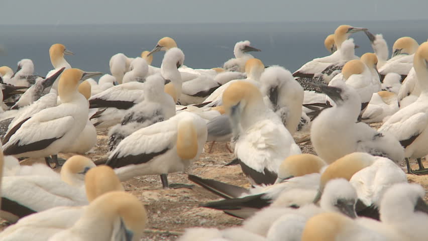 Gannet colony nesting chicks