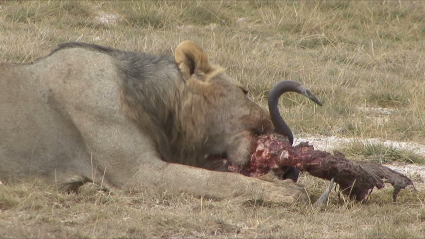 A Lion feeds on a wildebeest skull in Amboseli National Park, Kenya, Africa.