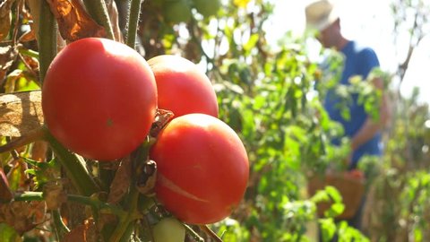Gardener Picking Tomato In Vegetable Garden Farmer Harvesting Of Tomatoes organic 4k ecological chemical free farming no GMO non genetically modified vegetables mature red