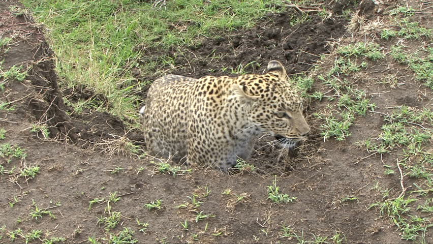 Close up of wild Leopard taken in Masai Mara, Kenya, Africa.