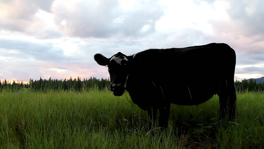 Cow grazing in a green pasture