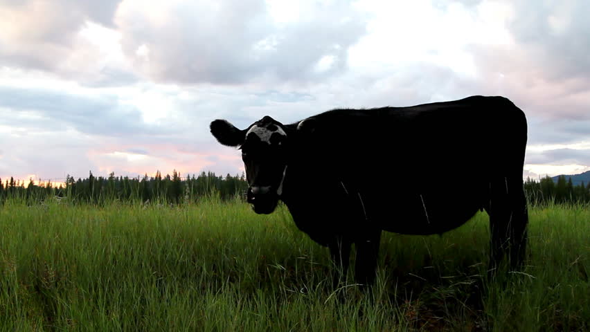 Cow grazing in a green pasture