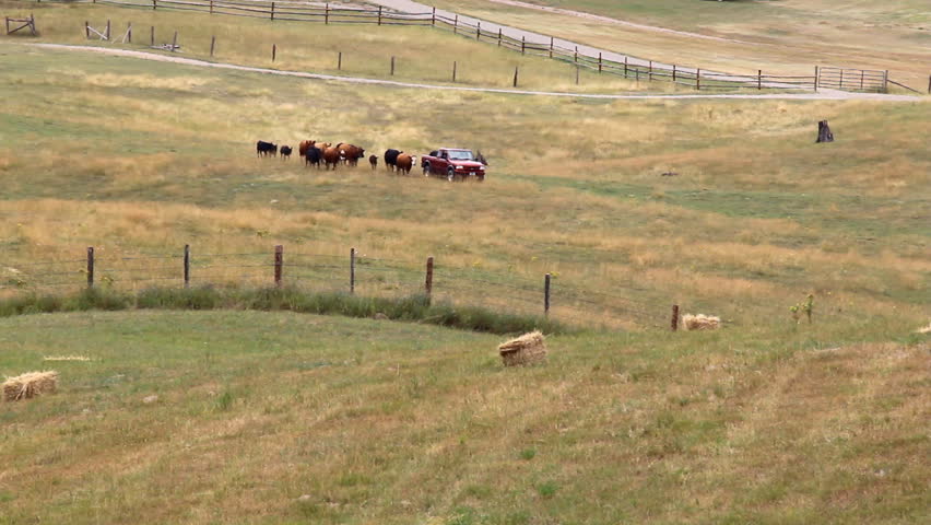 Cattle herd in a grassy pasture field