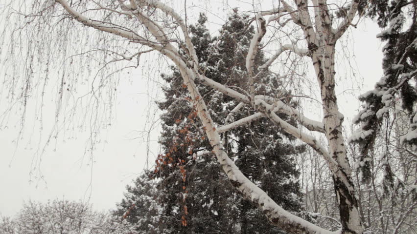 Birch Tree in snowfall. Russian winter.