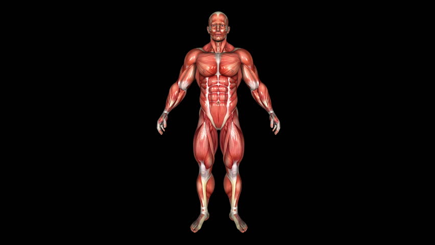 human strong body muscle animation loop Stock Footage Video (100% ...