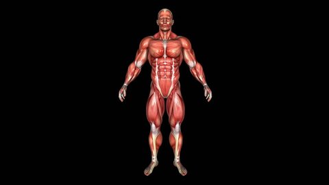 The Human Strong Body Muscle Animation. Loop. Alpha Matte