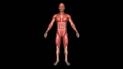 The Human Normal Body Muscle Animation. Loop. Alpha Matte