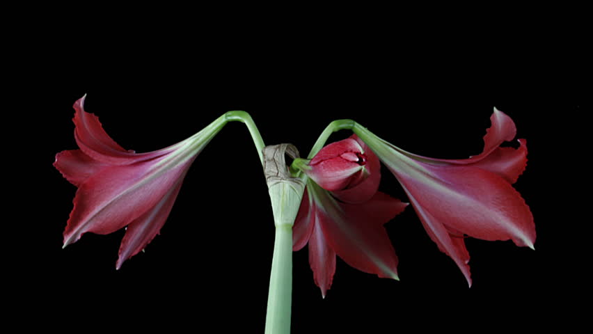 Red Hippeastrum  Blooming - time lapse Royalty-Free Stock Footage #1975888