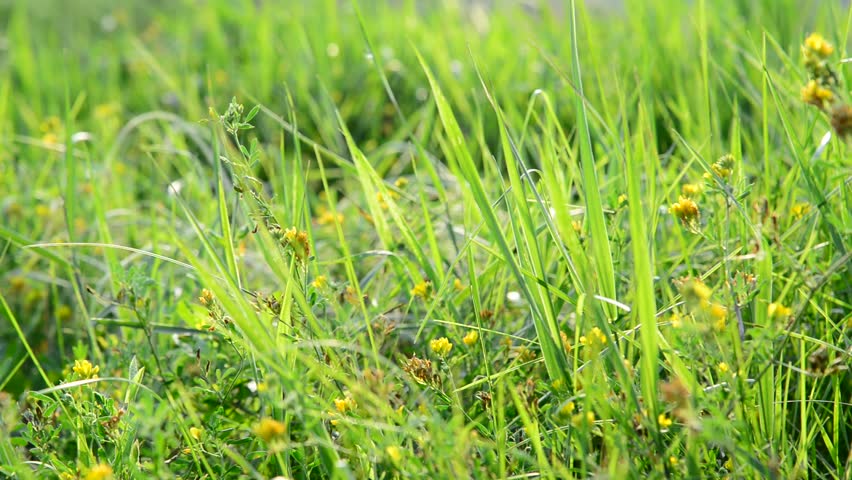 fragment of meadows with grass and yellow flowers