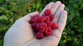 Hand with heap of raspberry close-up near green bush, mobile phone video.