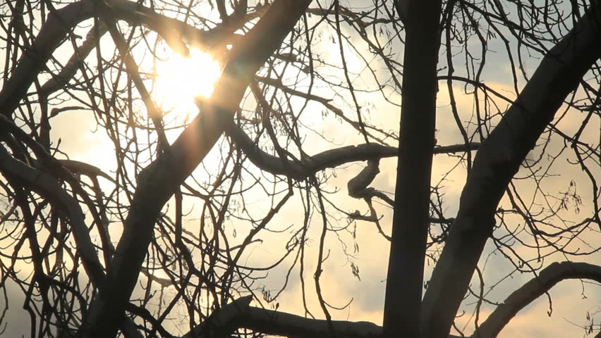 Sun flickers through bare winter branches