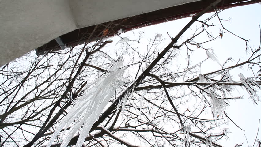 Heavy icicles on tree branches