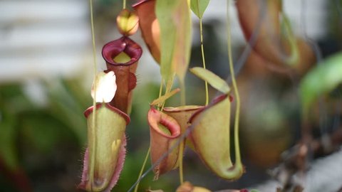 Woman taking care a nepenthes in garden.