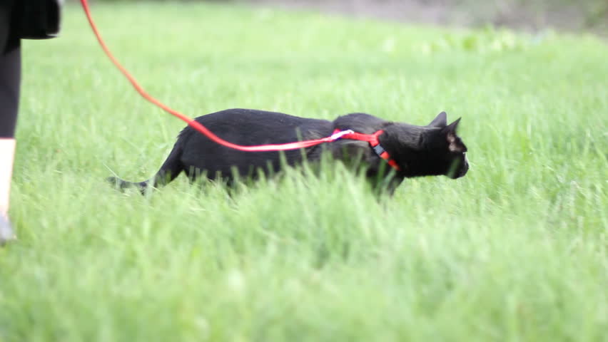 Cat on leash in grass
