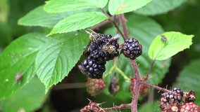 Wasps and flies feeding on juicy ripe blackberries.