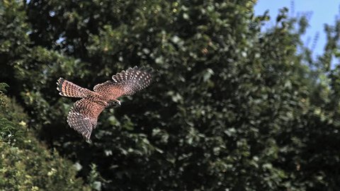 Common Kestrel, falco tinnunculus, Adult in Flight, Normandy, Slow Motion