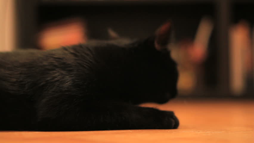 Black cat lays on a table and yawns