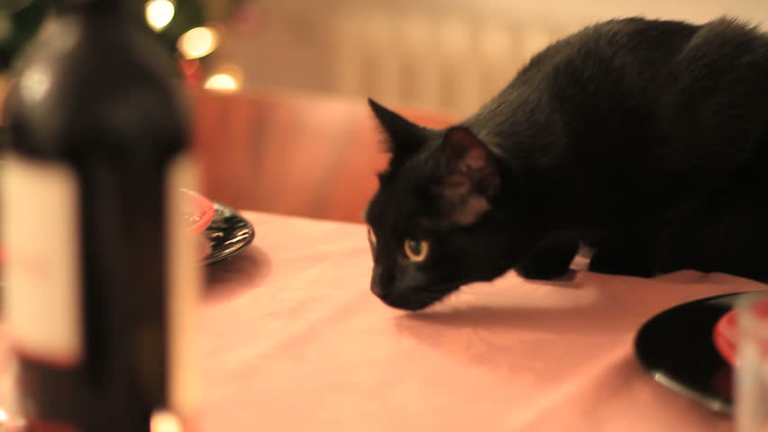Cat sneaks onto Christmas table