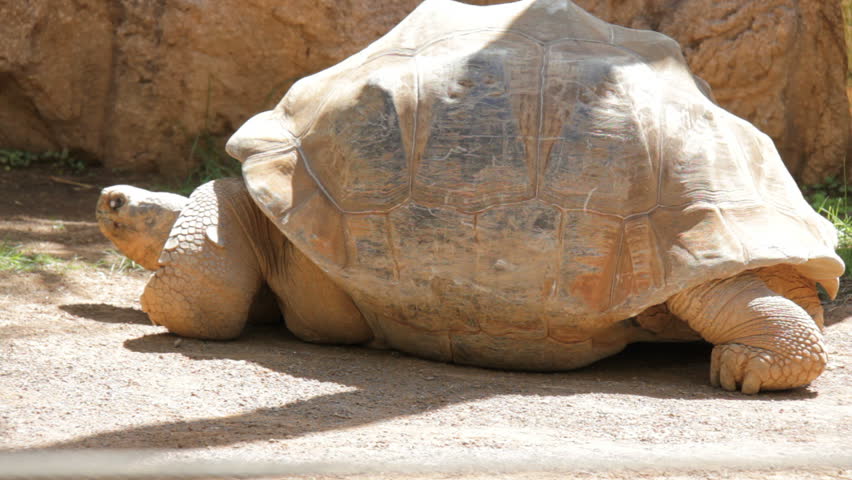 Giant turtle moves his head in animal park