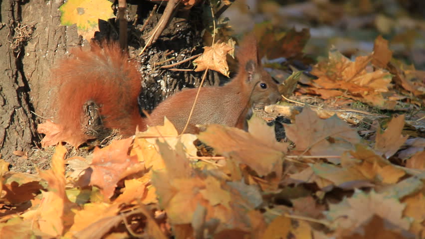 Squirrel searches for food among autumn leaves