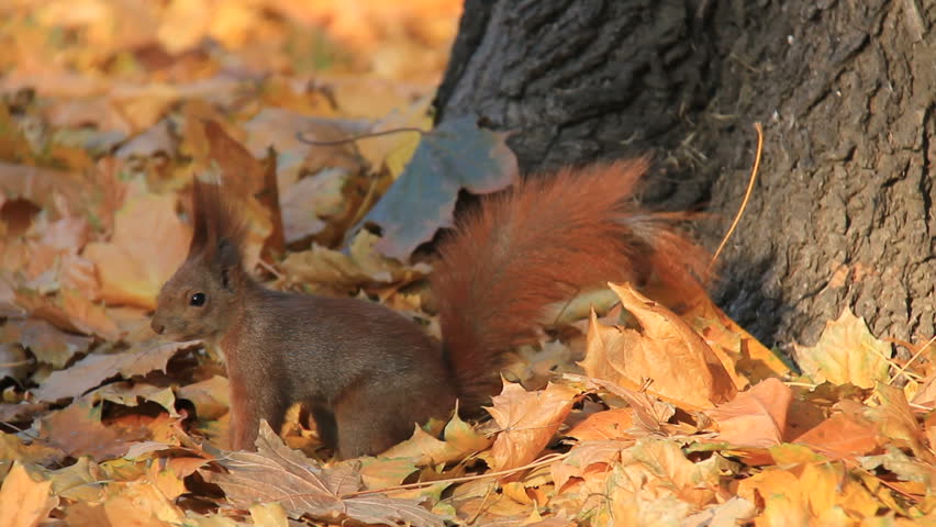 Squirrel searches for food among autumn leaves