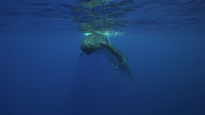Humpback whales, mother and calf around tahiti | Shutterstock HD Video #19780690
