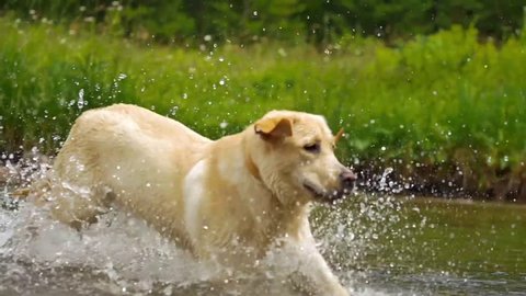 Labrador retriever in river