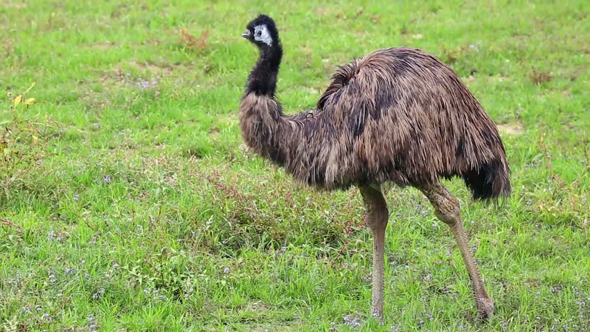 emu bird field australia Stock Footage Video (100% Royalty-free ...