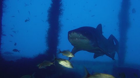 Spotted ragged tooth shark - Sand tiger shark - Carcharias taurus is swimming in a wreck, NC,,USA, AUG 2016